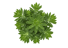 Rhodiola Rosea